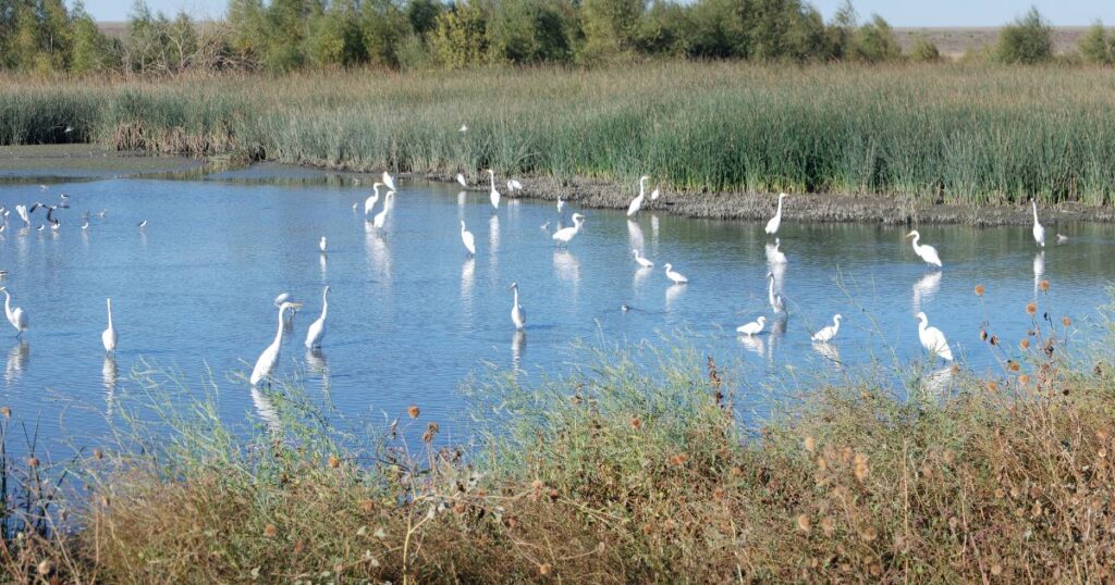 Humedales